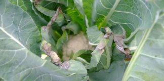 Tipburn – jak uniknąć strat w plonie?