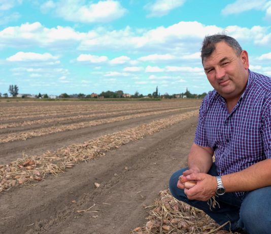 Jakość ziemniaków i cebuli decydować będzie o ich dobrej sprzedaży