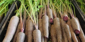 BASF finalizuje przejęcie działu nasion warzyw od firmy Bayer