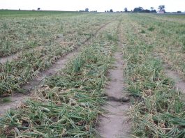 Nawożenie i ochrona cebuli w sezonie 2018