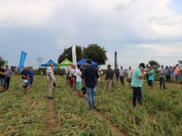 Spotkanie cebulowe na Kujawach