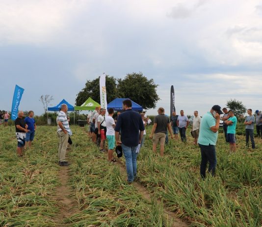 Spotkanie cebulowe na Kujawach