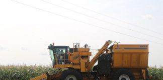 Kukurydza super słodka już gotowa do zbioru