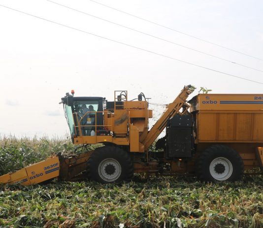 Zbiory kukurydzy super słodkiej kombajnem Oxbo 2475