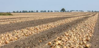 Odmiany cebuli 2018 – powrót do sezonu. FILM