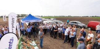 Cebula na Medal(lion)