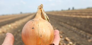 Ceny cebuli – Polska kontra kraje wschodnie