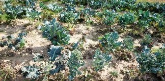 Lato nie sprzyja uprawie brokułów