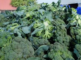 Brokuły na Podlasiu. Czy powstanie nowy region ich uprawy?