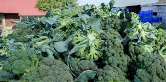 Brokuły na Podlasiu. Czy powstanie nowy region ich uprawy?