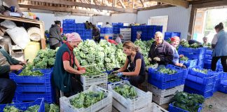 Ułatwienia w przekraczaniu granic dla pracowników sezonowych