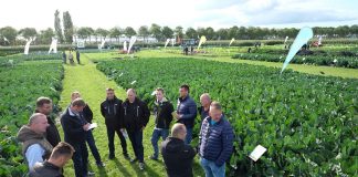 Innowacje w odmianach warzyw na dniach otwartych w Holandii