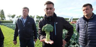 Fields of Innovation 2019. Spójrzmy na przyszłość odmian warzyw tworzonych dla zrównoważonej produkcji