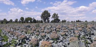 Brokuły deficytowym warzywem w tym sezonie