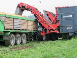 Skuteczne przechowywanie marchwi