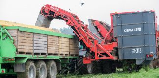 Skuteczne przechowywanie marchwi