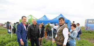 Dzień polowy z marchwią (cz. I) – odmiany