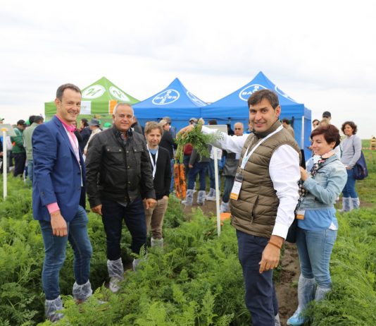 Dzień polowy z marchwią (cz. I) – odmiany