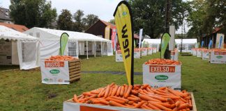 Odmiany marchwi w trzech grupach