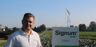 Rozwiązania do zwalczania chwastów i chorób w uprawie kapusty