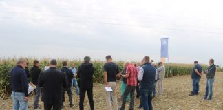 Sprawdzone i nowe odmiany kukurydzy super słodkiej, cz. 1