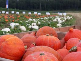 Odmiany dyni na Małopolskim Dniu Dyni