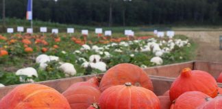 Odmiany dyni na Małopolskim Dniu Dyni