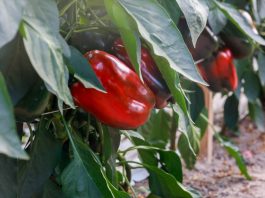 Wciornastki i choroby systemu korzeniowego zagrażają uprawie papryki. FILM