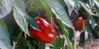 Wciornastki i choroby systemu korzeniowego zagrażają uprawie papryki. FILM