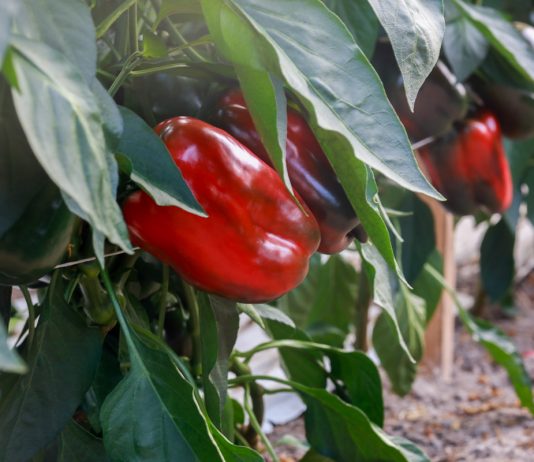 Wciornastki i choroby systemu korzeniowego zagrażają uprawie papryki. FILM