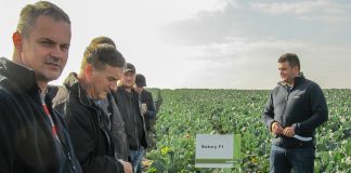 Lubelszczyzna – coraz ważniejszym dostawcą brokułów dla przemysłu