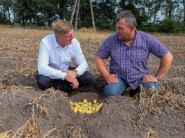 Jaki był sezon ziemniaczany 2018? Wnioski na kolejny rok. FILM