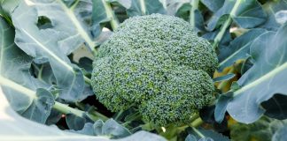 Odmiany brokułów na niestabilne warunki uprawy. FILM