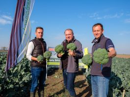 Brokuły w uprawie poplonowej