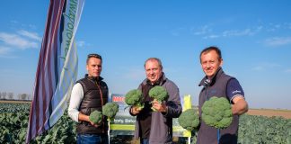 Brokuły w uprawie poplonowej