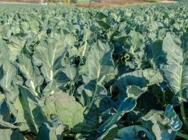 Kalafiory i brokuły w Murcji – przewidywania, zagrożenia, jakość