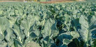 Kalafiory i brokuły w Murcji – przewidywania, zagrożenia, jakość