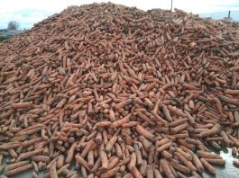 Efekty nawożenia marchwi z przeznaczeniem na przemysł w 2018 roku