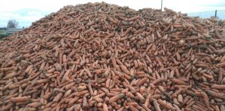 Efekty nawożenia marchwi z przeznaczeniem na przemysł w 2018 roku