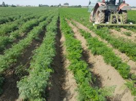 Jak ograniczyć wymywanie azotu i wydłużyć jego działanie?