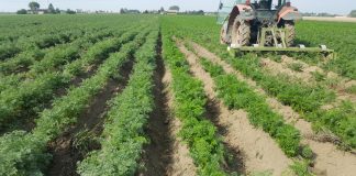 Jak ograniczyć wymywanie azotu i wydłużyć jego działanie?