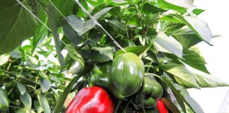 Polska papryka ma być bardziej popularna