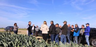 Kalafiory dla przemysłu w Chrzanowie (cz. II) – nawożenie