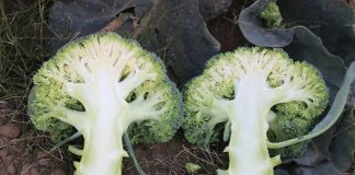 Brokuły 2018. Cz. II – nawożenie