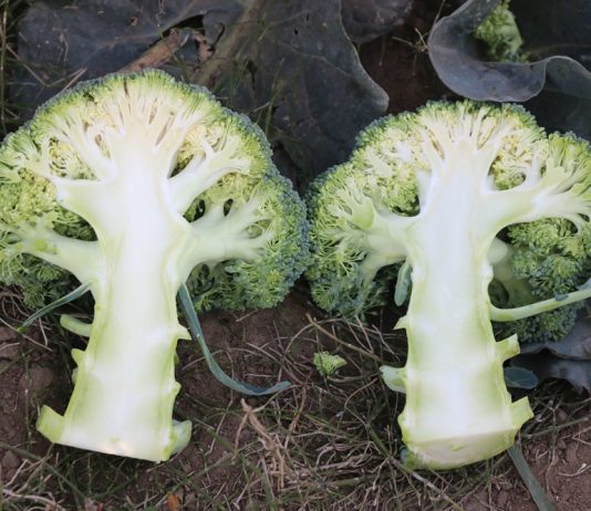 Brokuły 2018. Cz. II – nawożenie