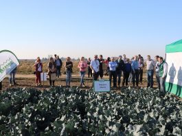 Brokuły 2018. Cz. I – pewna rozsada i sprawdzone odmiany