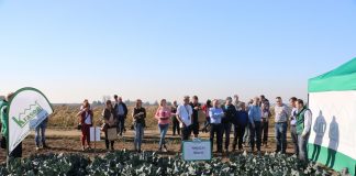 Brokuły 2018. Cz. I – pewna rozsada i sprawdzone odmiany