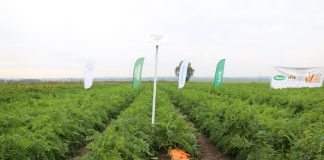 Odmiany marchwi na sympozjum o marchwi i selerowatych