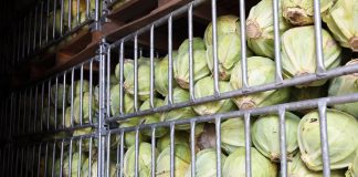 Ceny kapusty białej w Rosji bardzo wysokie