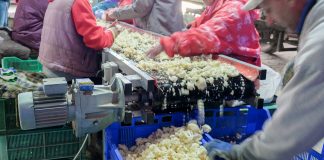 Mechaniczne różyczkowanie kalafiorów. FILM